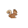 Eichhörnchen Holz Kiefer Zirbe