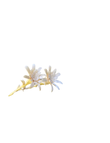 Fleur Edelweiss en Pin 1 pièce