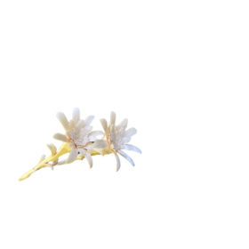 Blume Edelweiss in Pinie 1 Stück