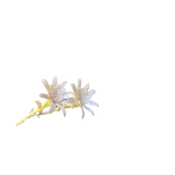 Pine Edelweiss Flower 1 piece