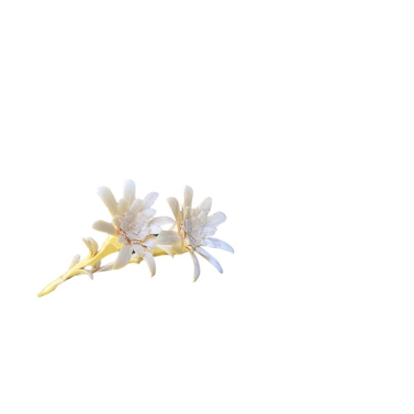 Fleur Edelweiss en Pin 1 pièce