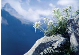 L'Edelweiss et ses Vertus Bienfaisantes sur l'Être Humain : Un Trésor des Hautes Altitudes