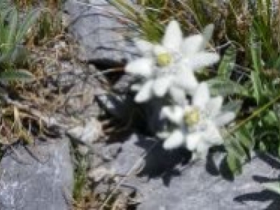 L’Edelweiss : Le Secret des Alpes pour une Peau Sublime