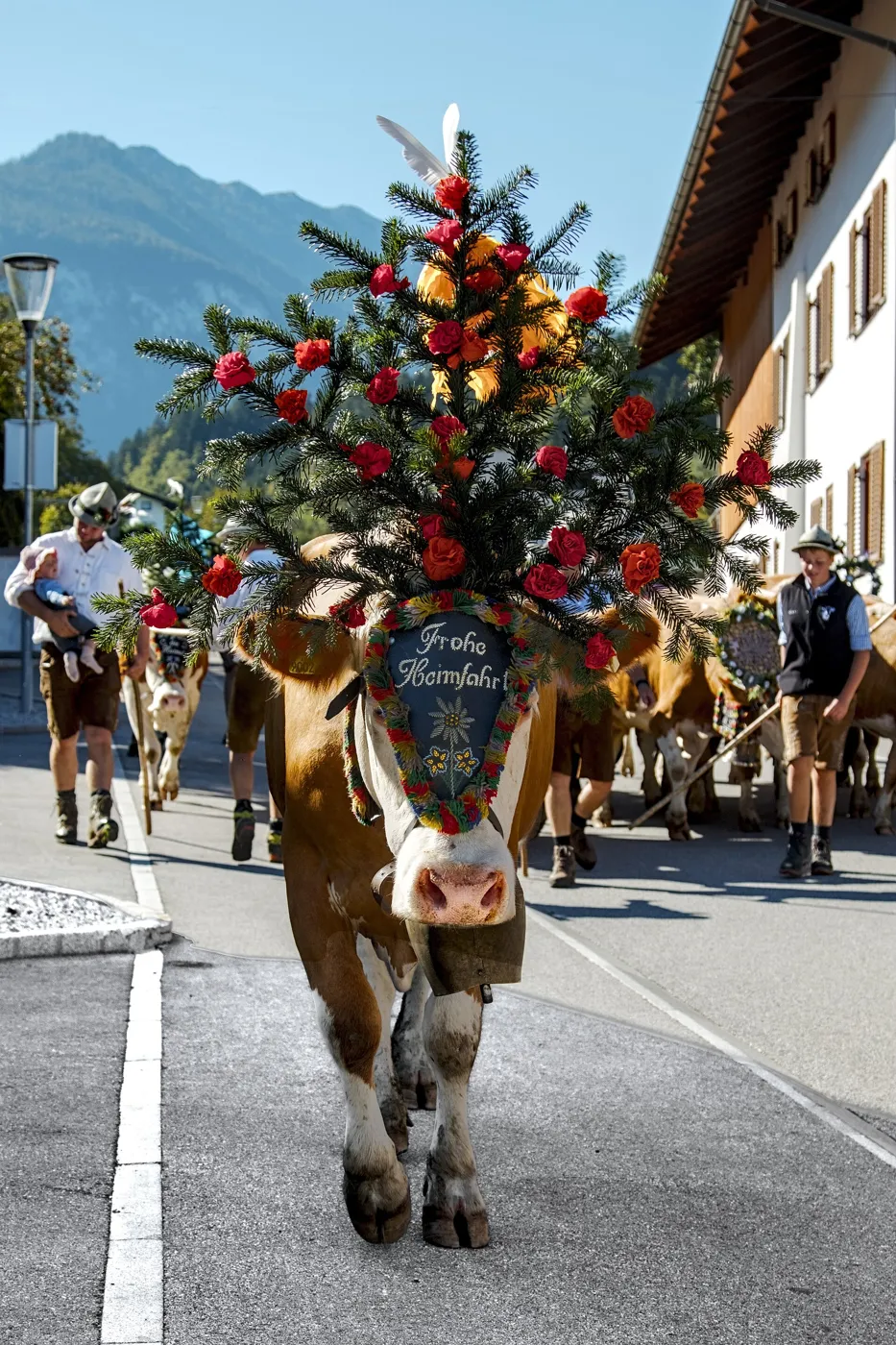 Désalpe à Wiesing, au Tyrol, le 26 septembre 2026 : la vache de tête porte sa coiffe de rameaux et de fleurs (photo en format portrait).