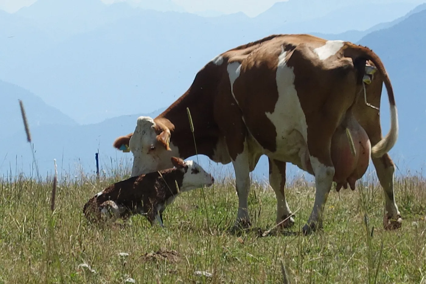 Une vache et son veau nouveau-né sur un alpage du Tyrol oriental : ici, mieux vaut garder ses distances.