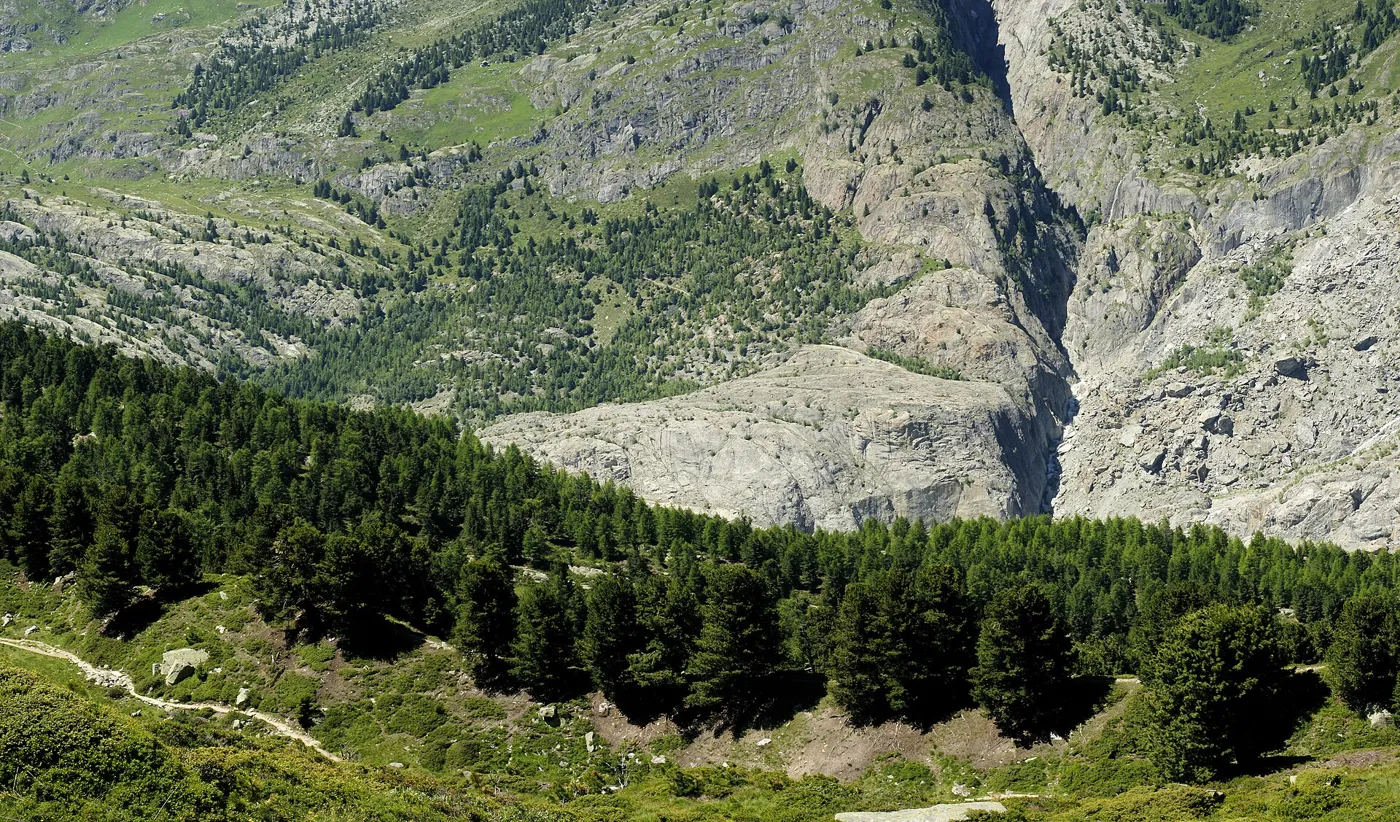 Forêt d'Aletsch (Valais) : mélèzes et arolles au bord du glacier d'Aletsch.