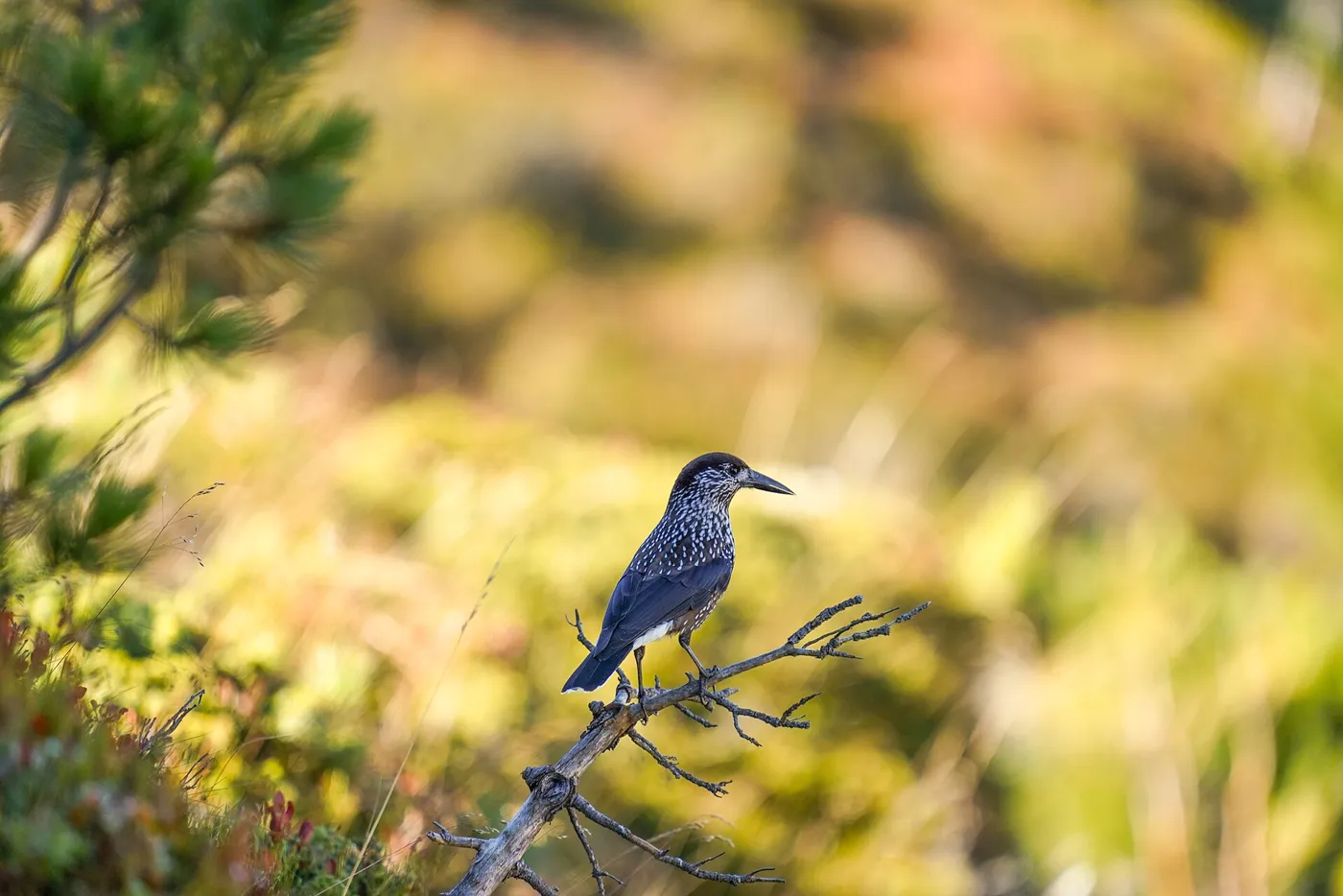 Cassenoix moucheté dans la réserve naturelle de la forêt d'Aletsch (Valais).