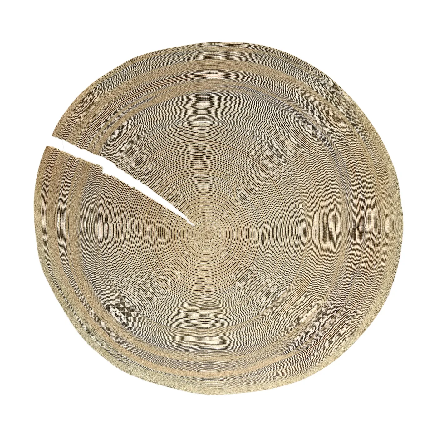 Rondelle de tronc d'arolle (325 mm de diamètre) : des cernes serrés, un bois clair.