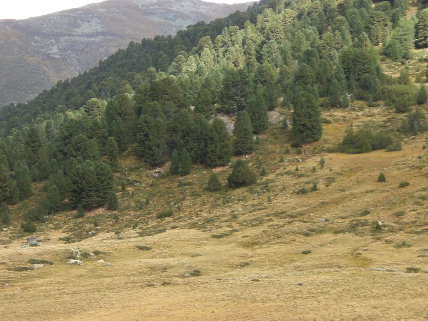 Forêt d'arolles de Tamangur, au sud de S-charl (Basse-Engadine), à 2120 m.