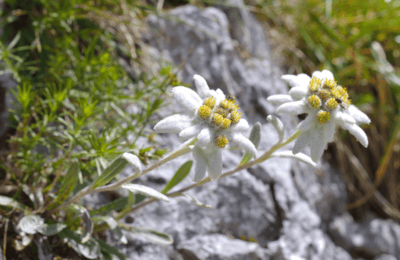 ENTDECKE DIE EWIGE SCHÖNHEIT